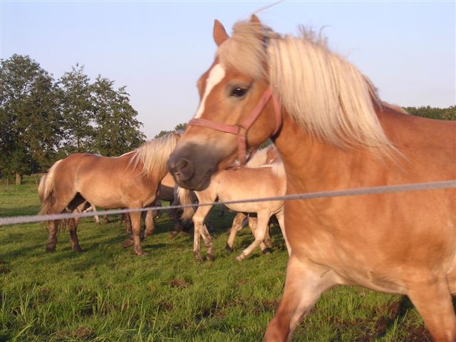 haflinger1