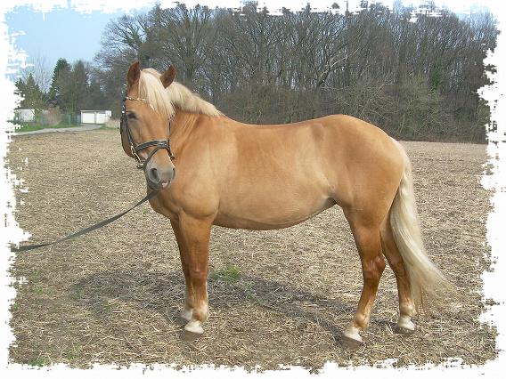 haflinger444