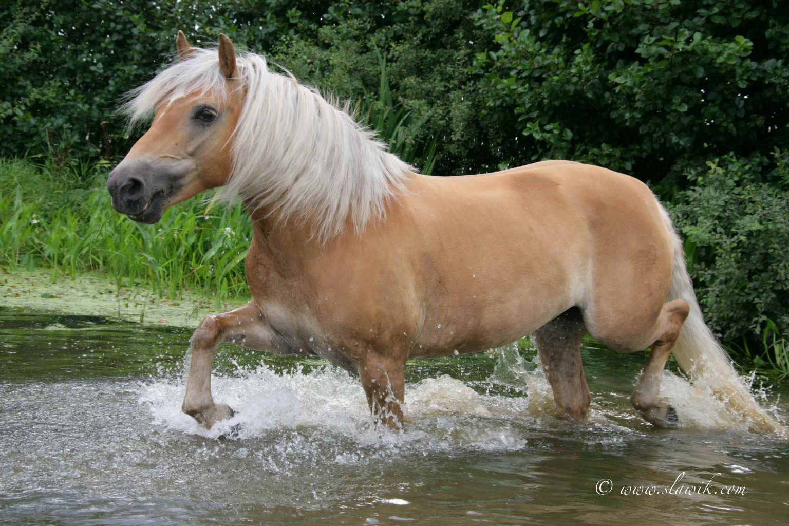 haflinger-teich-12